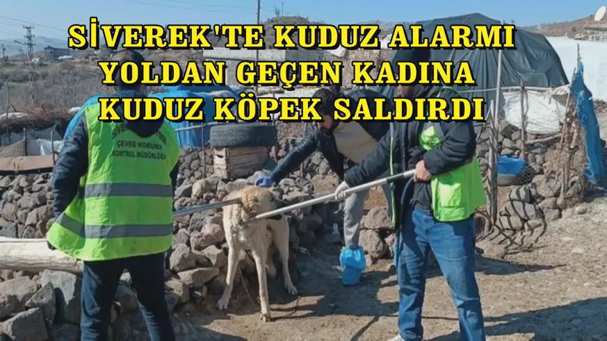 Siverek'te kuduz alarmı