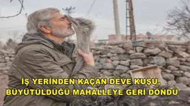 İş yerinden kaçan deve kuşu, büyütüldüğü mahalleye geri döndü
