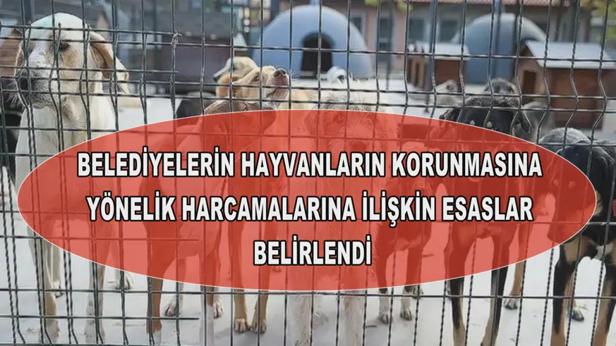 Belediyelerin hayvanların korunmasına yönelik harcamalarına ilişkin esaslar belirlendi