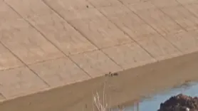 Su samuru balık avlarken