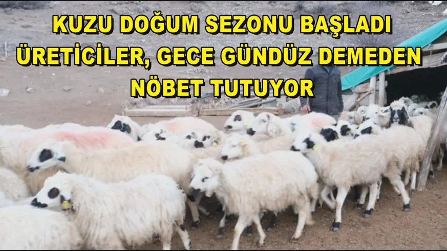 Erzincanlı besiciler gece gündüz kuzu nöbetinde