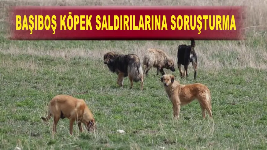 Başıboş köpek saldırılarına soruşturma