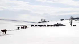 Besiciler hayvanları için kar ve soğukla mücadele ediyor