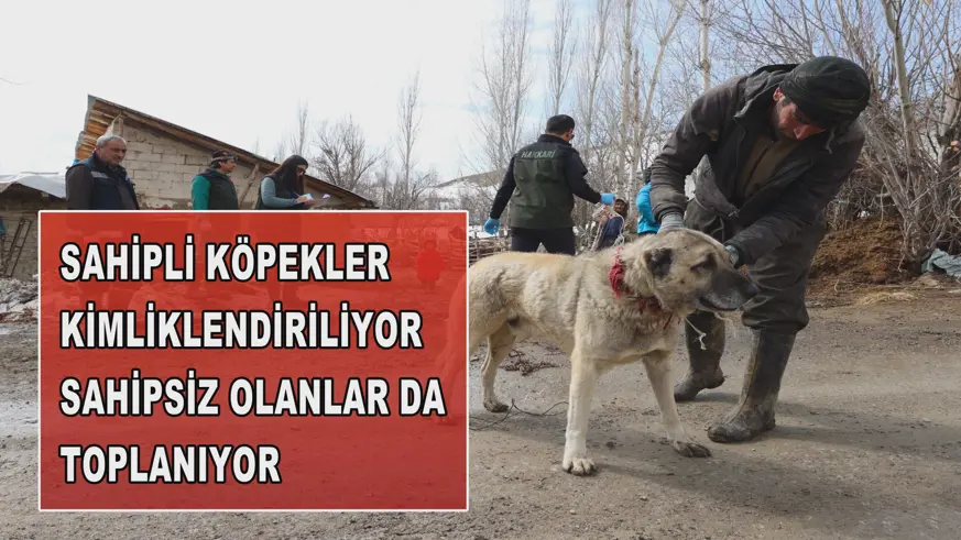 Sahipli köpekler kimliklendiriliyor, sahipsiz olanlar da toplanıyor