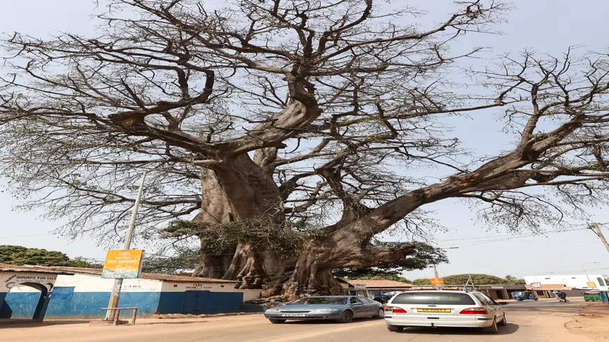 Gambiya'nın devasa 