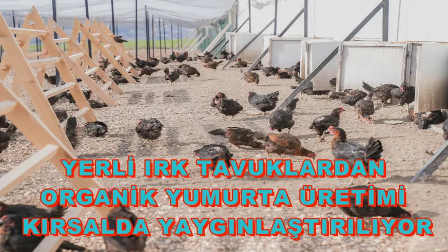 Yerli ırk tavuklardan organik yumurta üretimi kırsalda yaygınlaştırılıyor