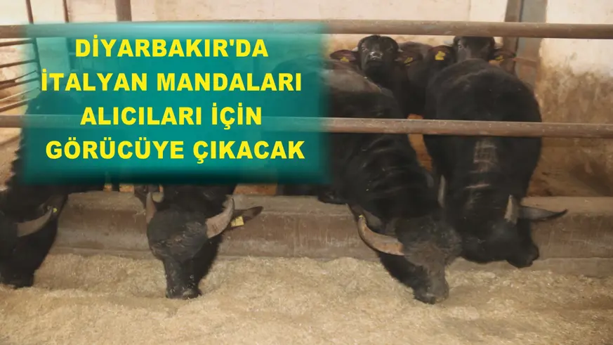  Diyarbakır'da İtalyan mandaları alıcıları için görücüye çıkacak