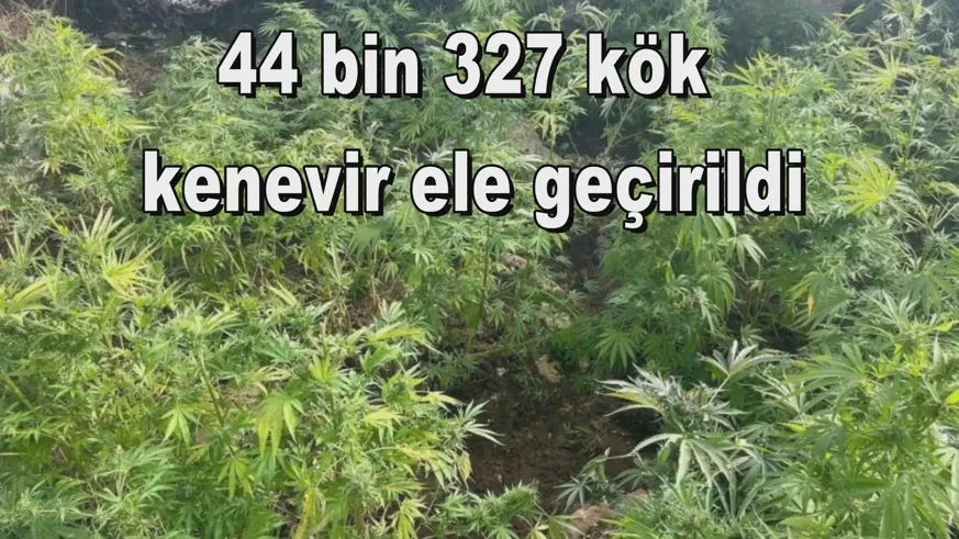 44 bin 327 kök kenevir ele geçirildi