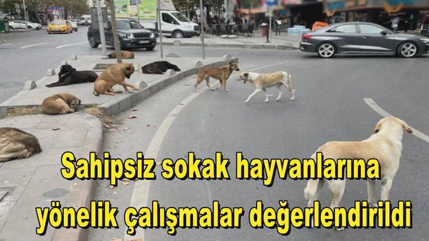 Sahipsiz sokak hayvanlarına yönelik çalışmalar değerlendirildi
