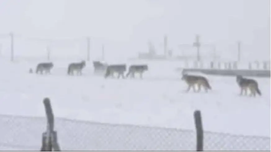 Diyarbakır'da kurtlar yerleşim yerlerine indi