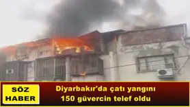 150 güvercin Telef oldu