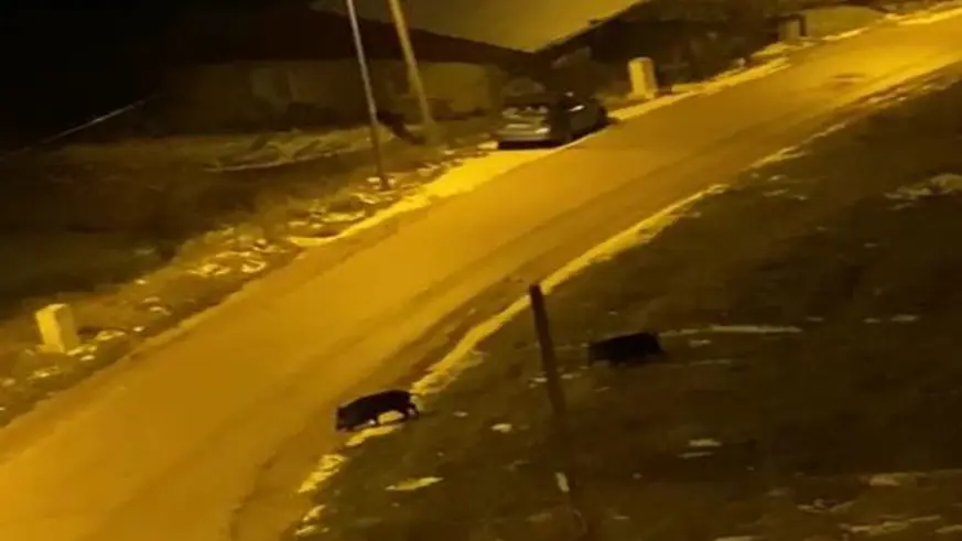 Aç kalan domuzlar şehre indi