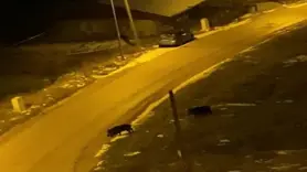 Aç kalan domuzlar şehre indi