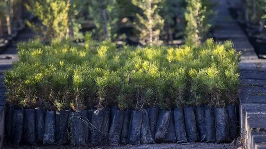 Ormanlar için bu yıl 118 milyon fidan üretilecek
