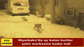 Diyarbakır'da aç kalan kurtlar  şehir merkezine kadar indi