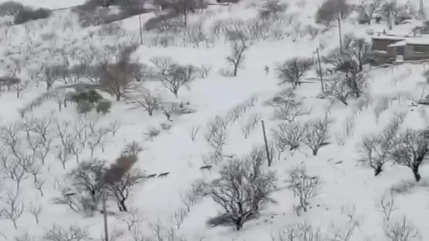 Aç kalan kurt sürüsü yerleşim yerine indi