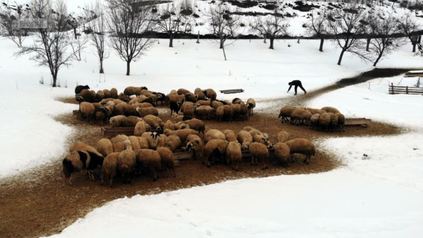 Besiciler uykusuz, kuzular güvende