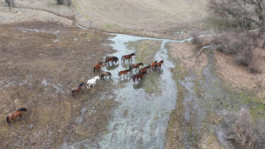 Yılkı atları havadan görüntülendi