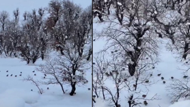 Hakkari’de onlarca keklik köye indi