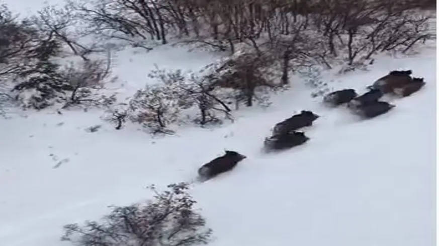 Elazığ’da domuz sürüsü dron ile görüntülendi