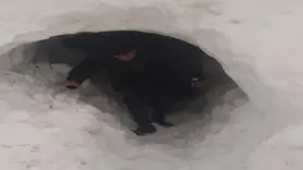 Kardan kapanan ahıra tünel açarak girdiler
