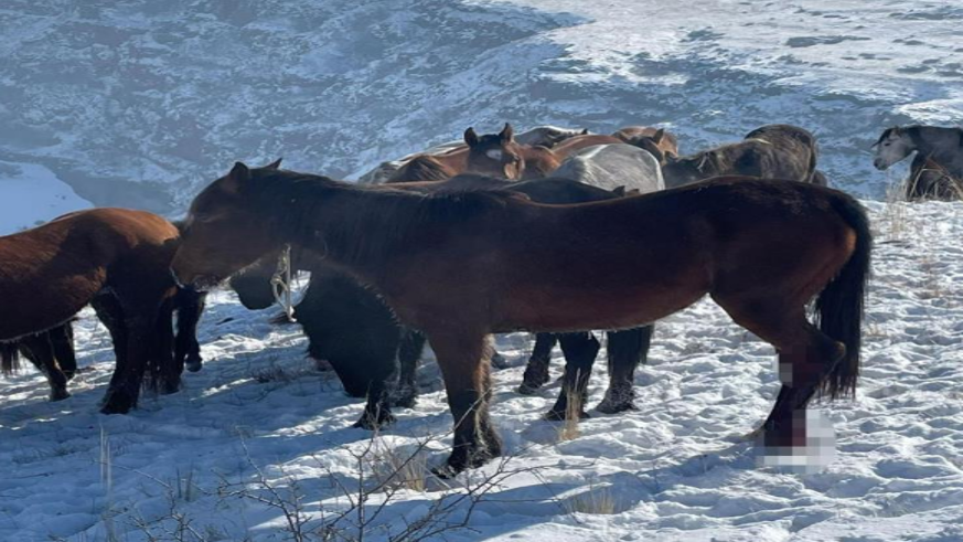 Kars'ta 15 atı ayaklarından vurdular