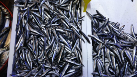 Türkiye'nin hamsi ihracatında Avrupa ülkeleri ilk sırada