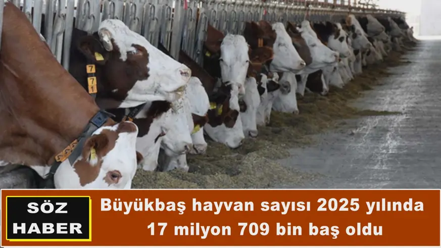 Büyükbaş hayvan sayısı
