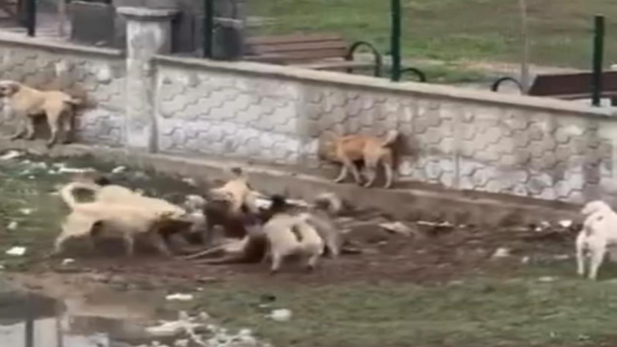 Sokak köpekleri bir köpeği parçalamaya çalıştı