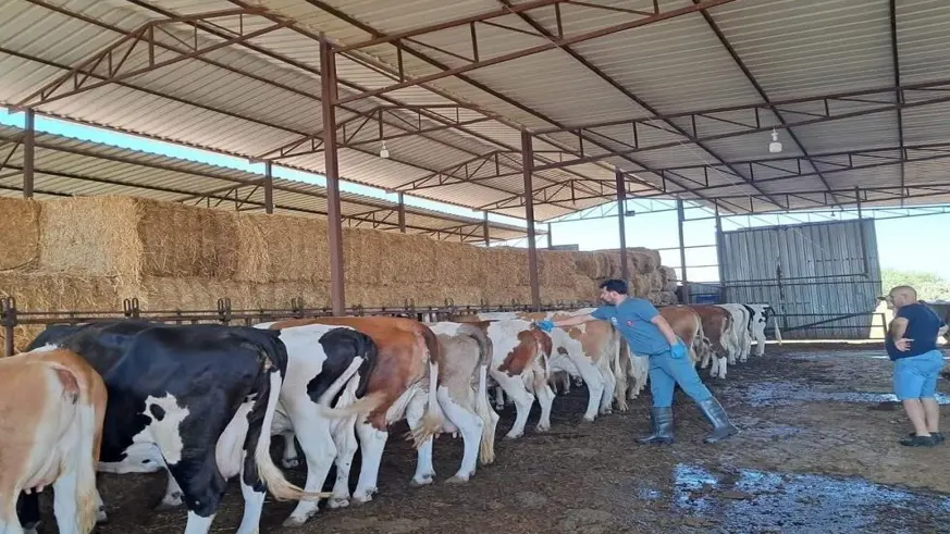 Bozdoğan’da Şap Hastalığı sona erdi