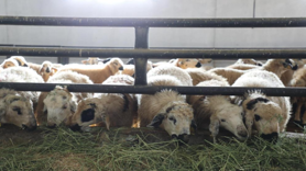 Elazığ'da 6 köy karantinaya alındı