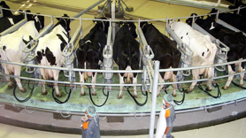 944 bin 926 ton inek sütü toplandı