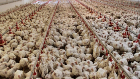 Ocak ayında tavuk eti üretimi