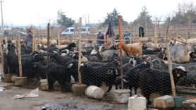 Diyarbakır'da vatandaşlar  canlı hayvan pazarını tercih ediyor