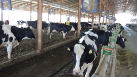 Toplanan inek sütü miktarı