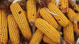 Mısırda  tarife kontenjanı açıldı