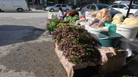 Şifa dağıtan kaldirik otu