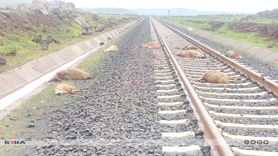 Diyarbakır'da yük treni sürüye daldı