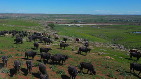 Diyarbakır'daki manda sayısı