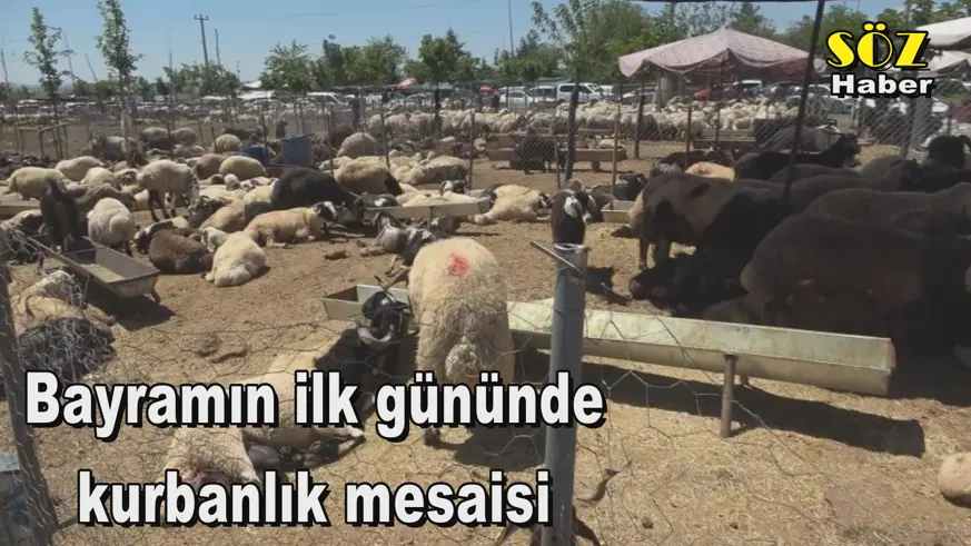 Bayramın ilk gününde  kurbanlık mesaisi 