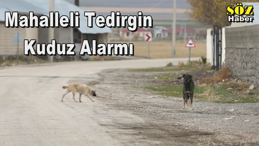 Kuduz Alarmı