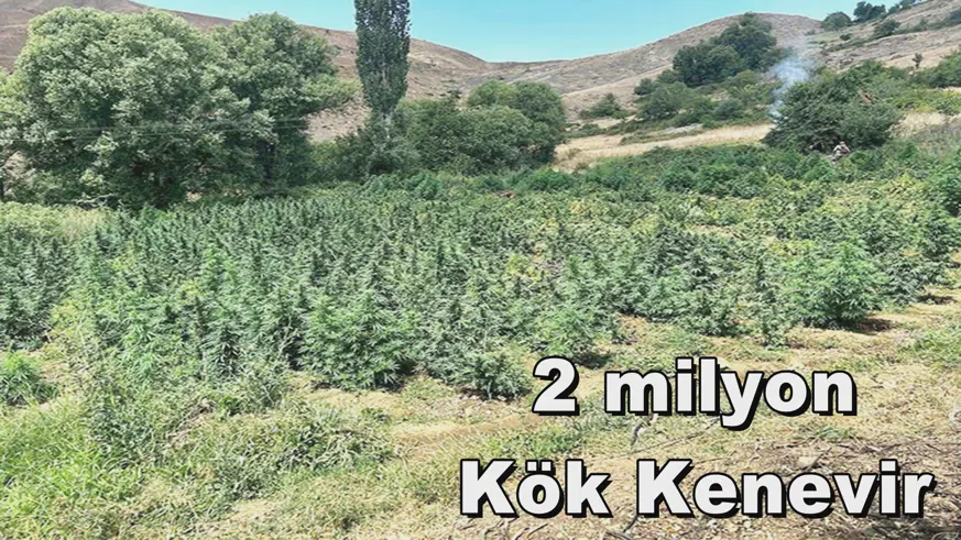 2 milyon Kök Kenevir