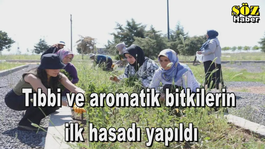 Tıbbi ve aromatik bitkilerin  ilk hasadı yapıldı