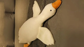 PELÜŞ TEHLİKE