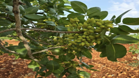Fıstık üreticisine hasat uyarısı