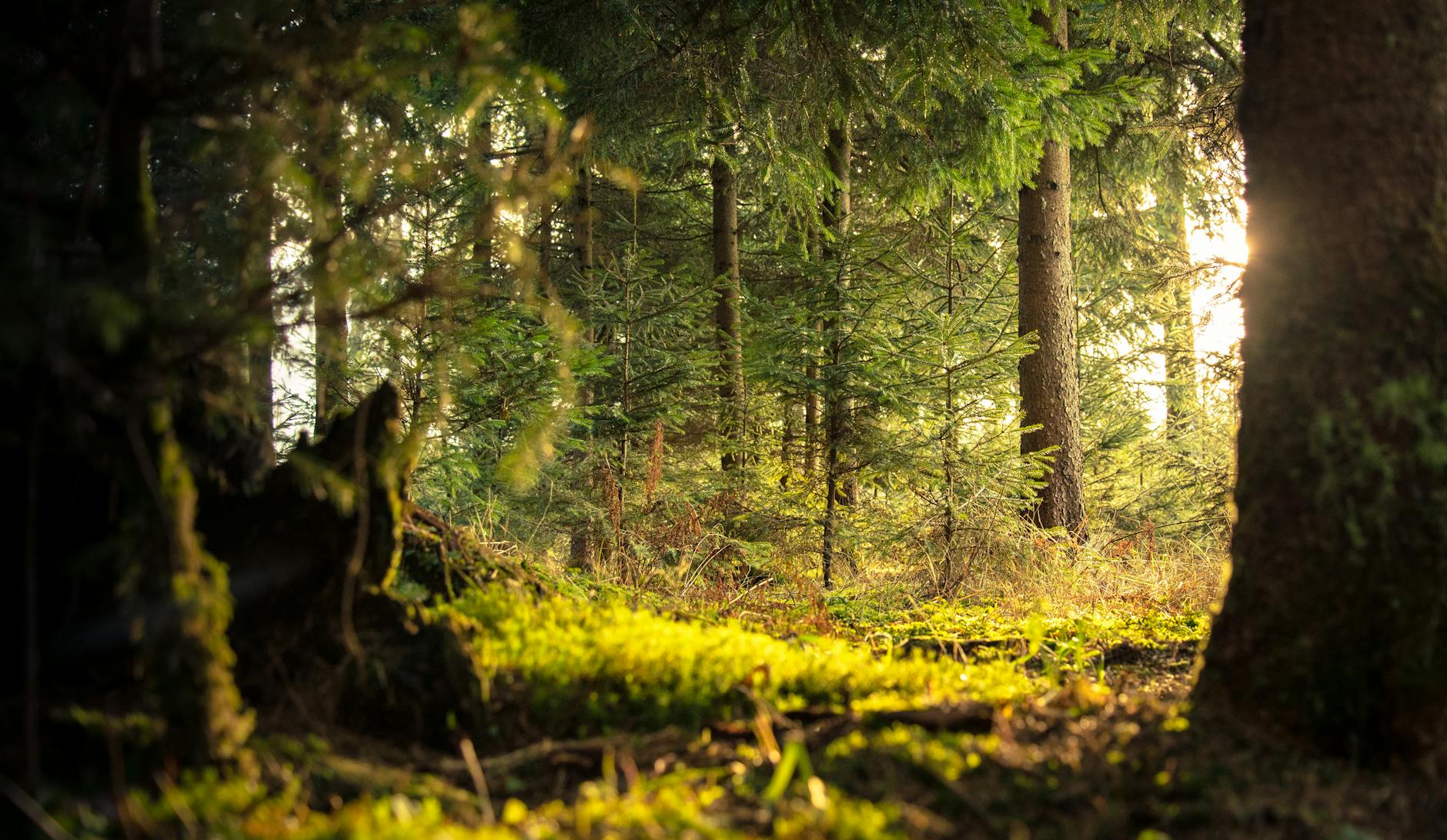 Fotoğraf: Nejc Košir