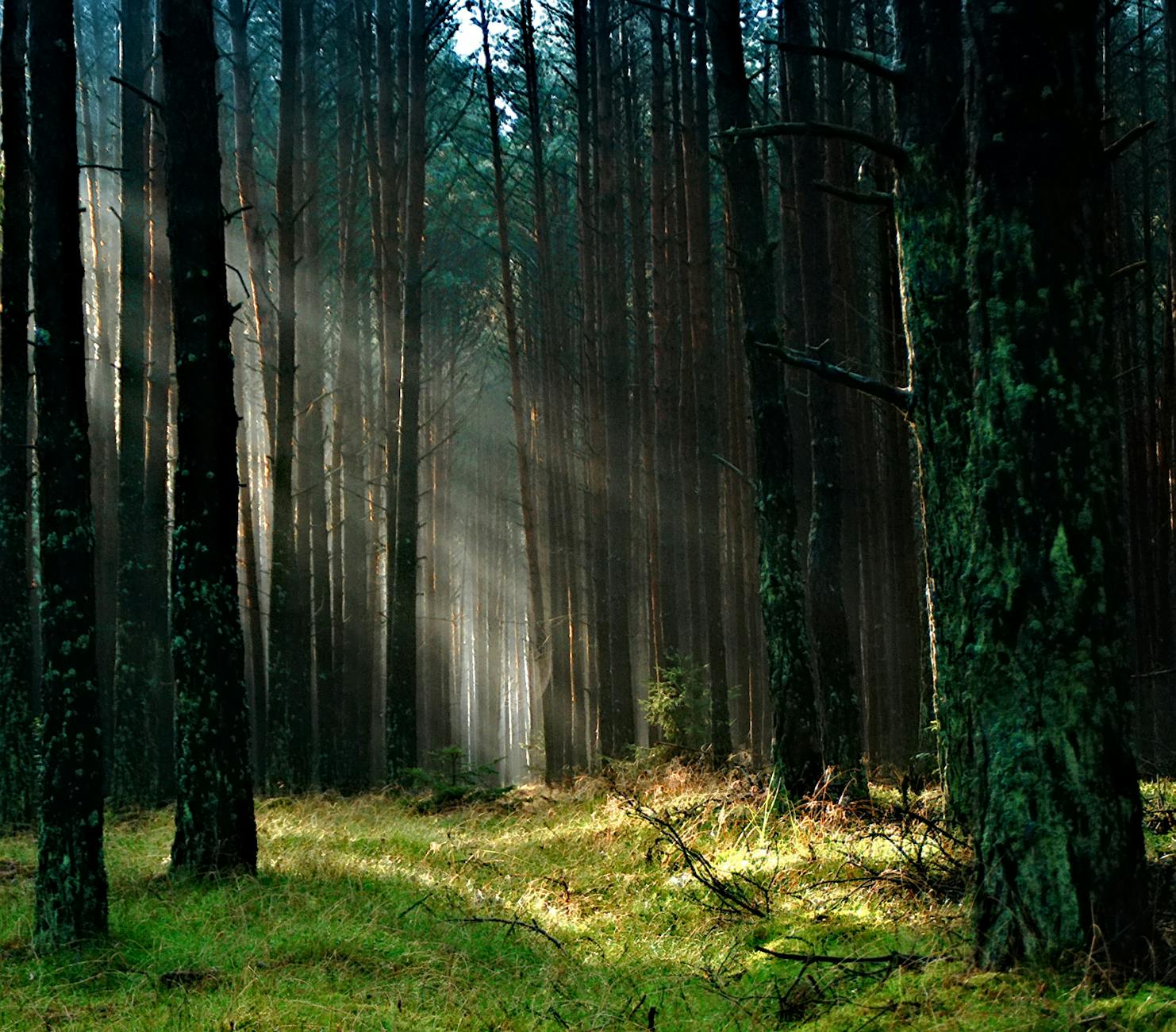 Fotoğraf: Pixabay