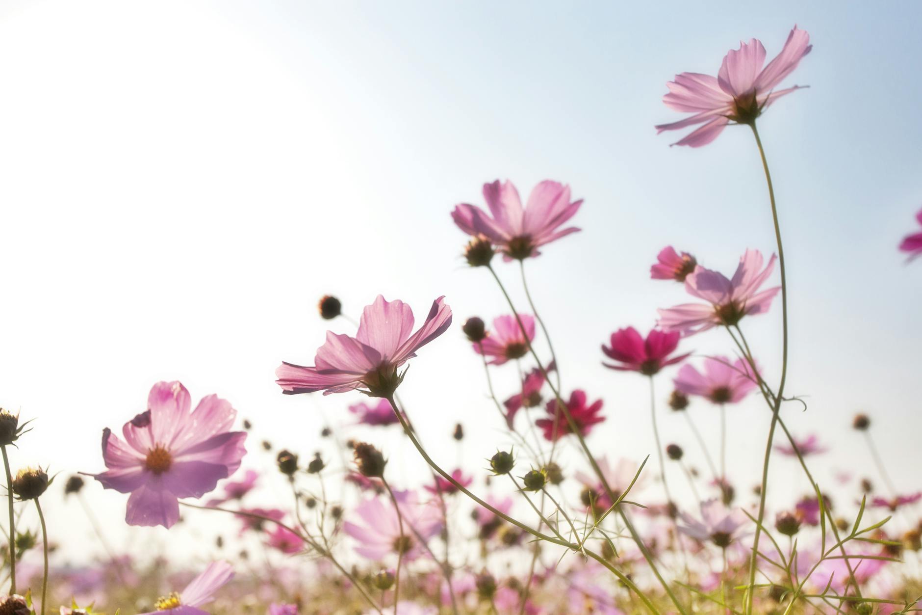 Fotoğraf: Pixabay