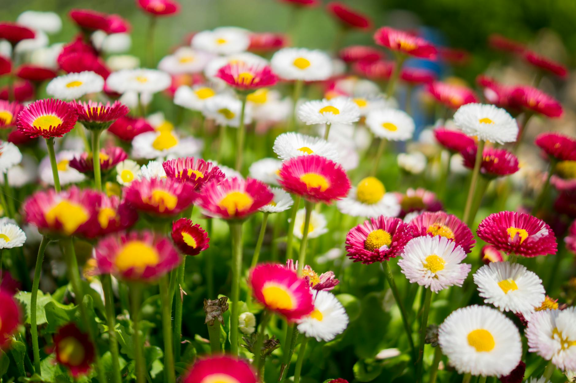 Fotoğraf: ClickerHappy