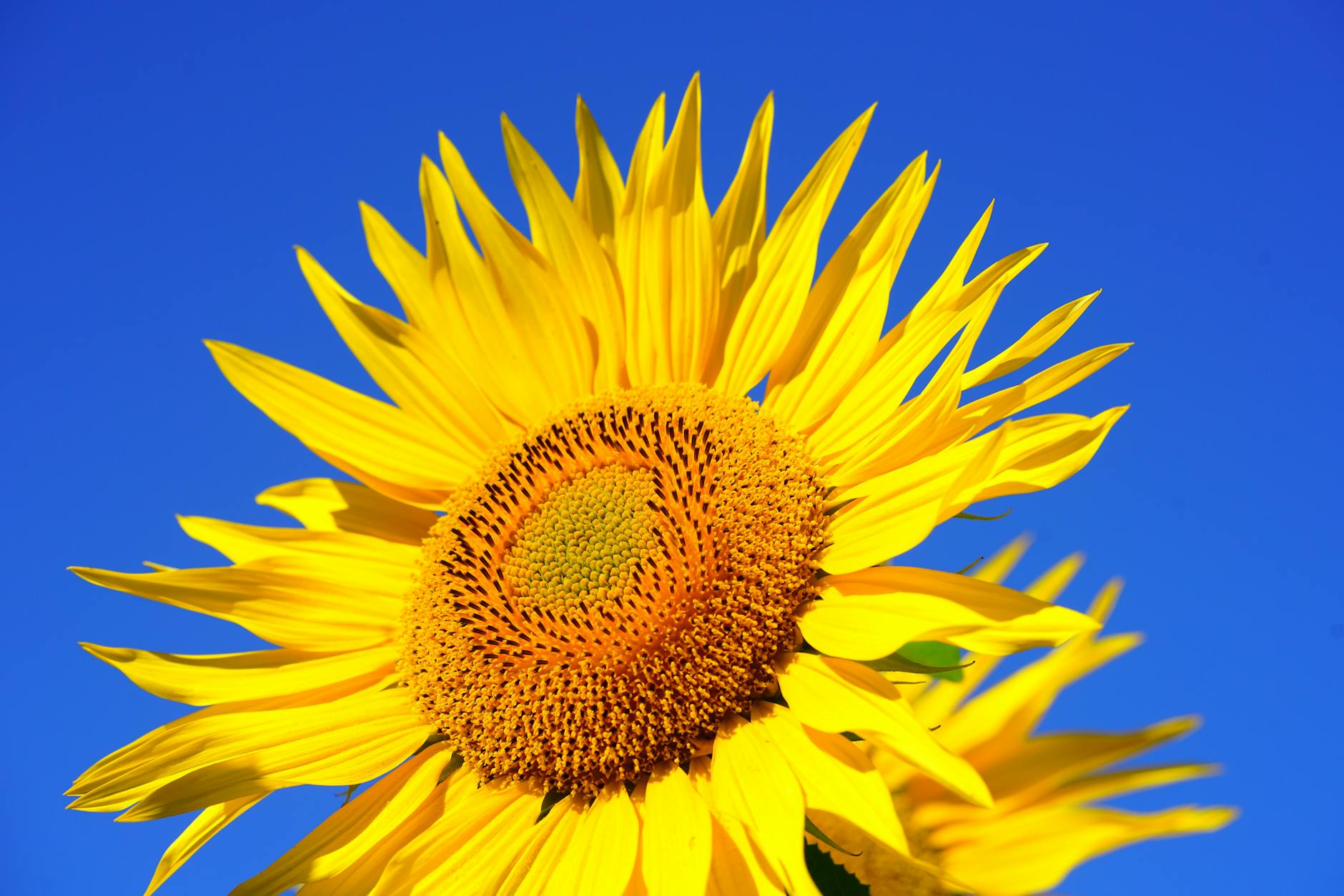 Fotoğraf: Pixabay
